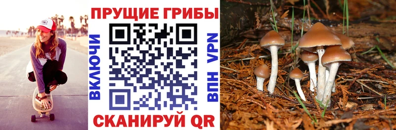 Купить где  Бежецк  Галлюциногенные грибы Psilocybe 